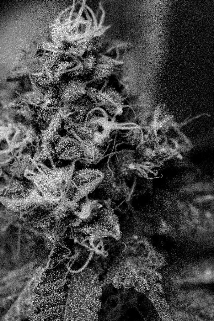 Textura macro de cannabis