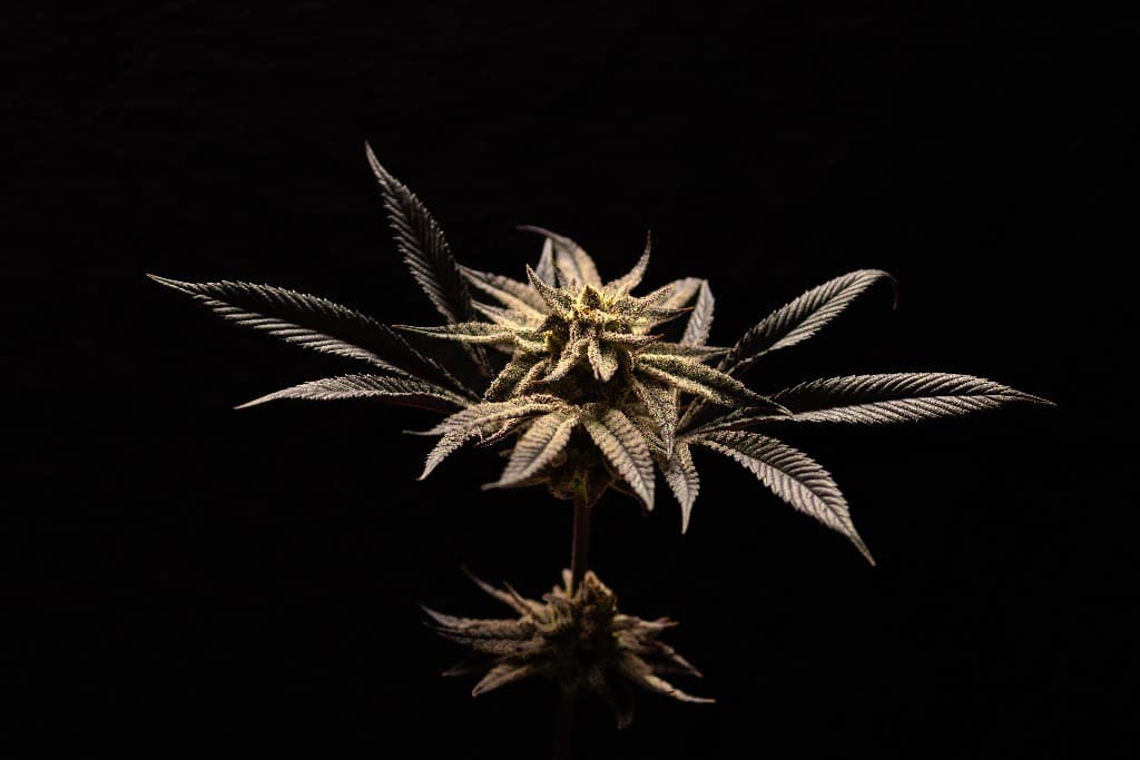 Planta CannaVital - composicion editorial sobre negro