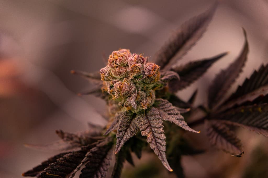 Macro de flor con tricomas y pelos ambar